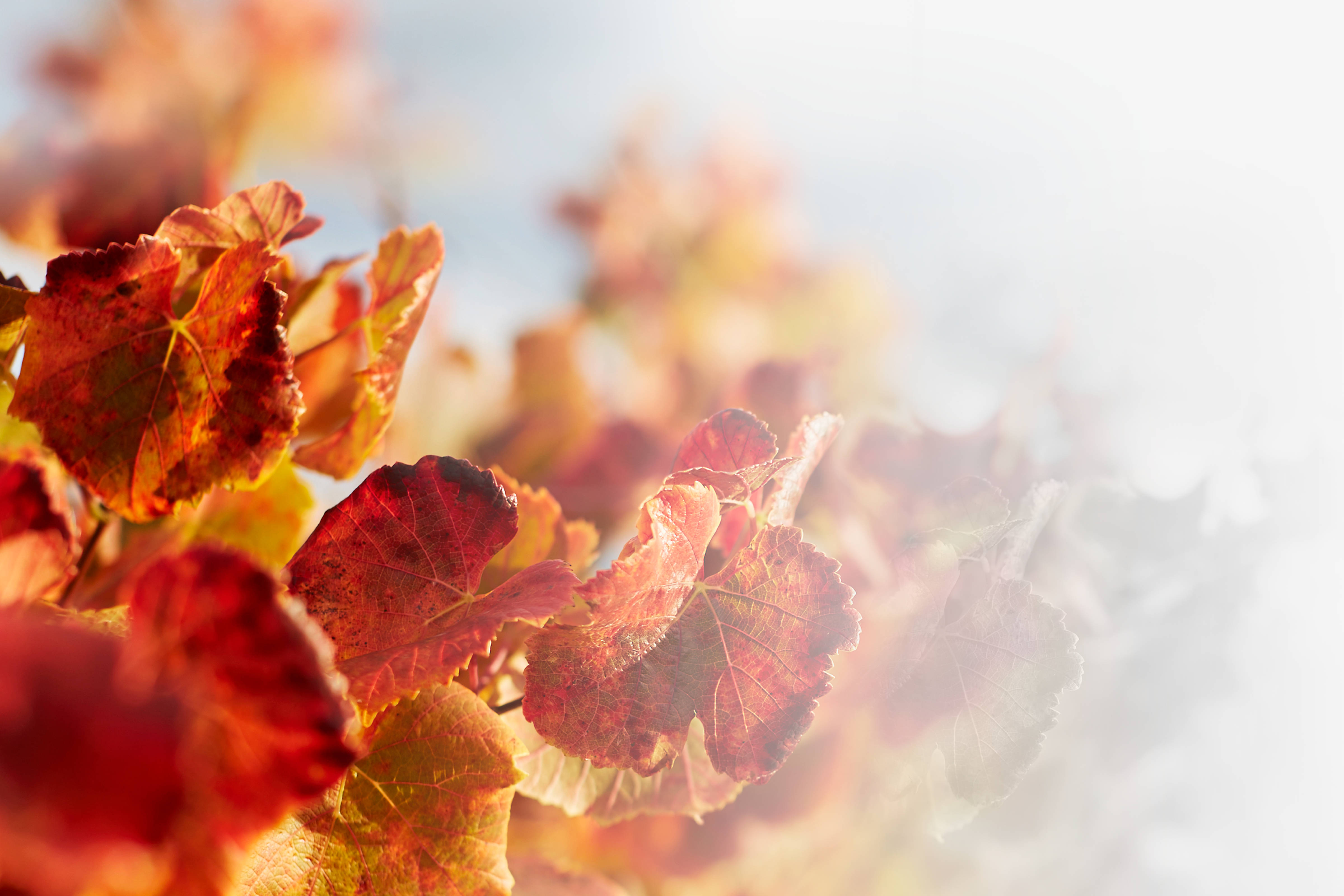 Autumnal Westella vines. Photo: Renee Hodskiss.