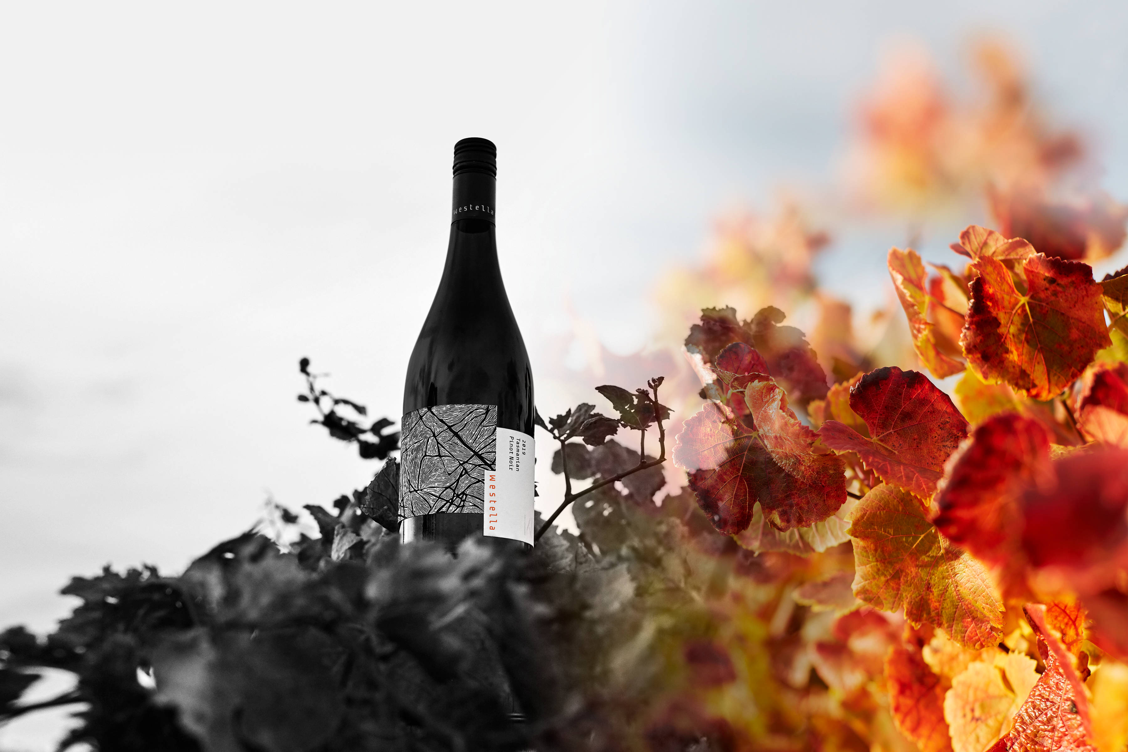 A bottle of Westella Pinot Noir floating atop autumnal Westella vines. Photo: Renee Hodskiss.